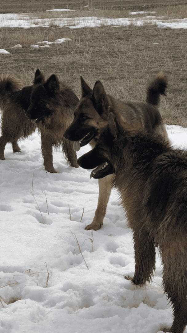 Three German Shepherds in snowy field