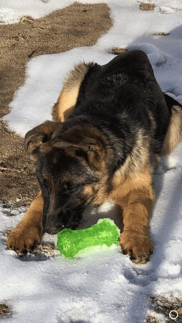 German Shepherd puppy with green toy in snow