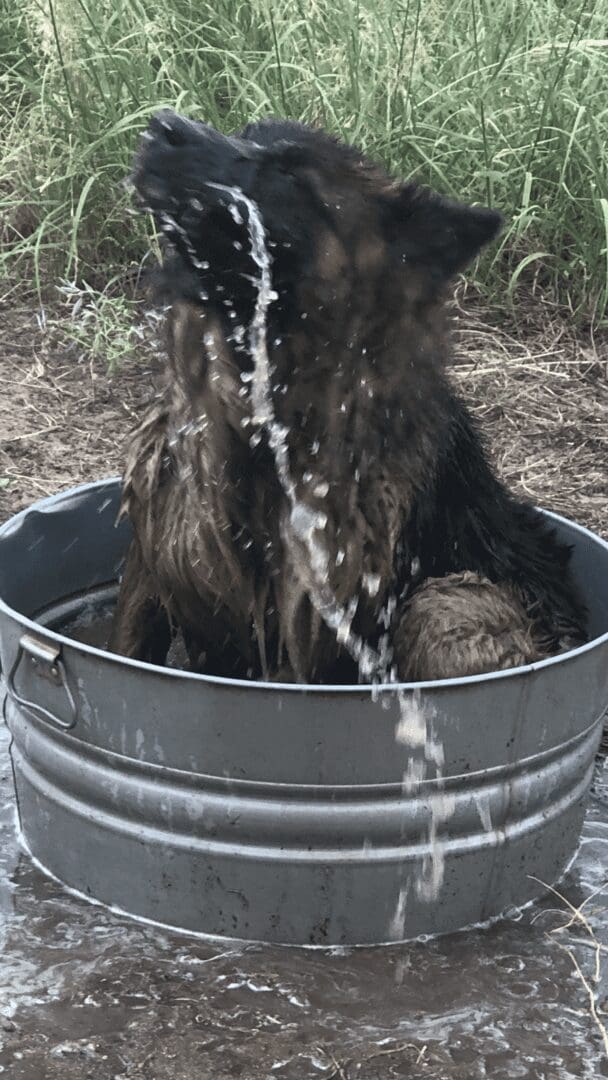 Large dog splashing water in metal tub