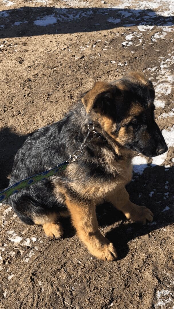 German Shepherd puppy on leash sitting