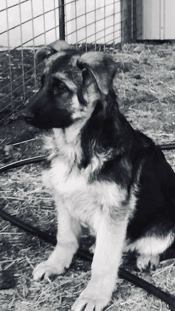 Black-and-white German Shepherd puppy by fence