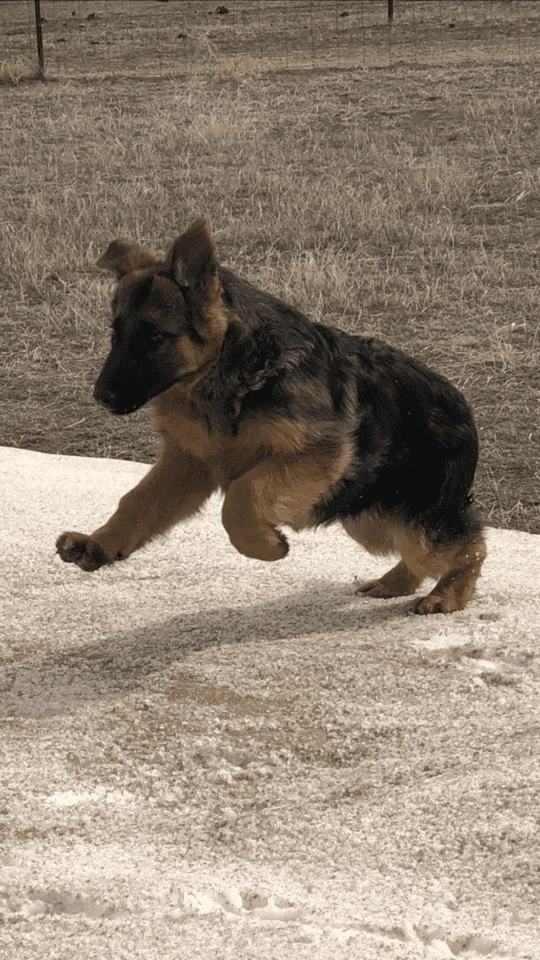 Dark-coated shepherd pup jumping through light snow
