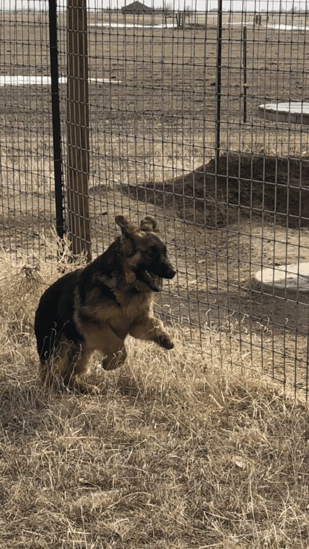 Long-haired shepherd bounding beside a wire fence