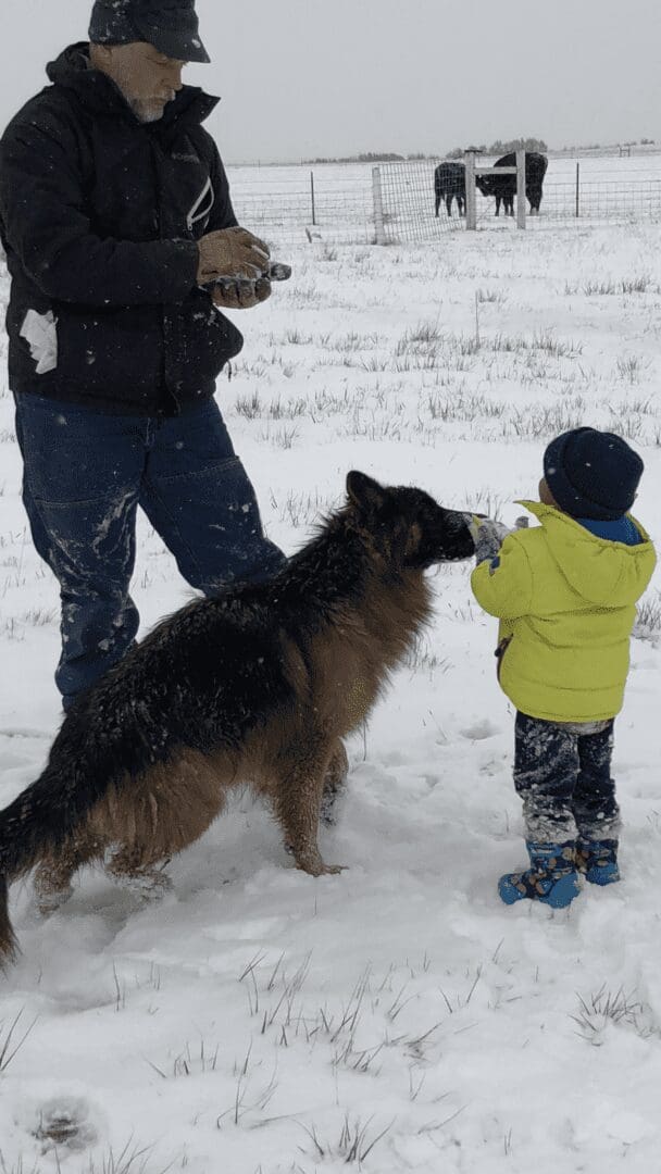 Toddler feeding long-haired shepherd in snowy field