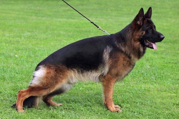 Full blooded best sale german shepherd