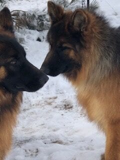 Two German Shepherds on the snow, version 2