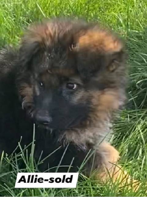 German Shepherd puppy - Allie